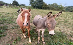 Donkey livestock for sale: Rare true to type standard grey jack donkey - Image 4