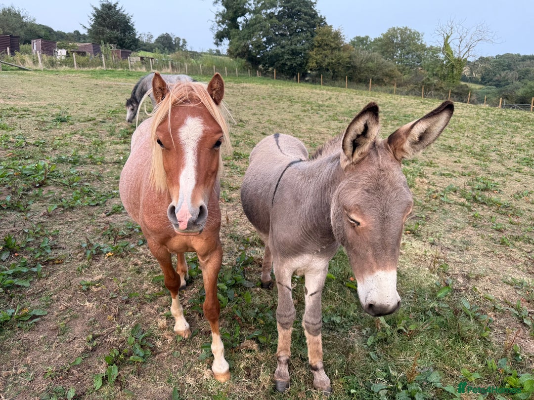 Donkey livestock for sale: Rare true to type standard grey jack donkey - Image 4