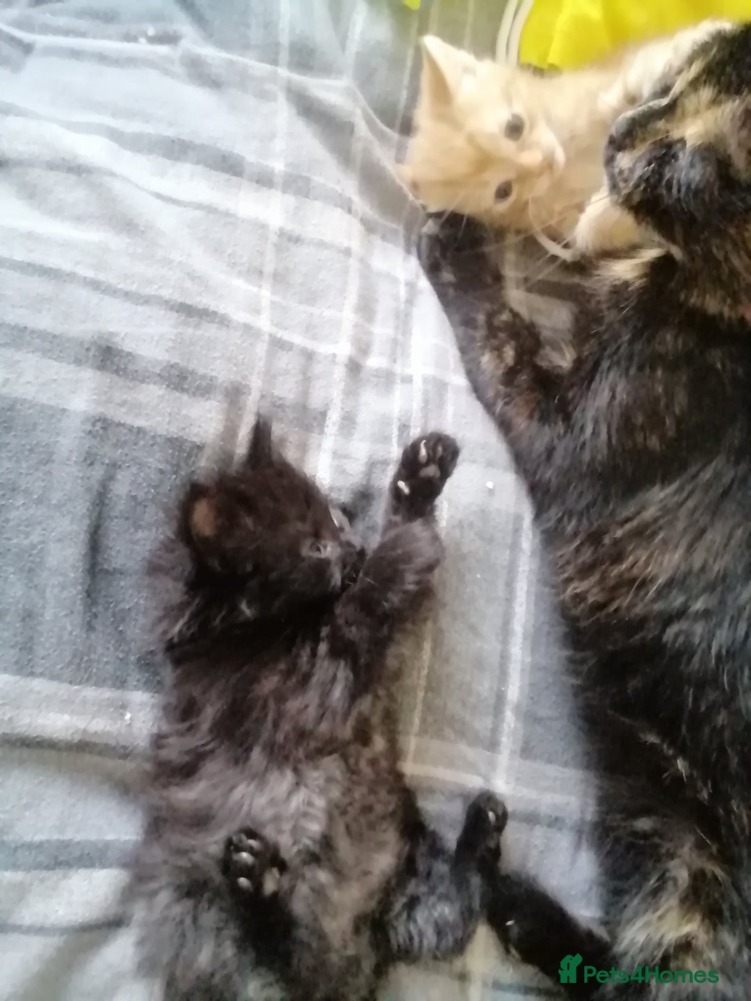 Mixed Breed cats for sale: 2 kittens male and female - Advert 24