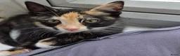 Mixed Breed cats for sale: OUR last beautiful fur baby 1 GIRL left - Advert 5