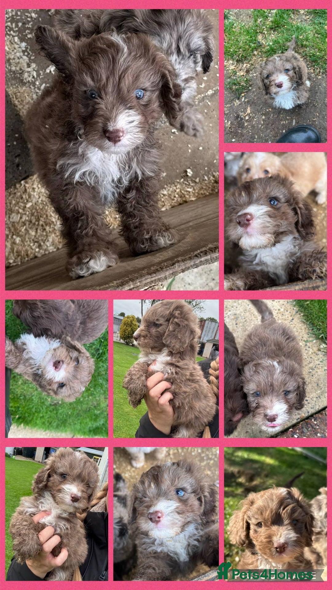 Cockapoo dogs for sale: Cockerpoo pups ready now - Image 4