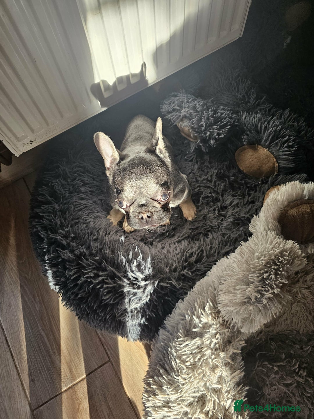 French Bulldog dogs for sale: 6 Month Old French Bulldog Looking for a Home - Advert 3