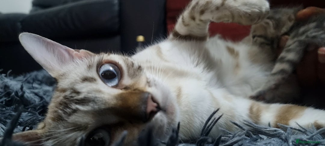 Bengal cats for sale: 🤩RARE BLUE BENGAL🤩SNOW LYNX🤩 BROWN🤩 - Image 16