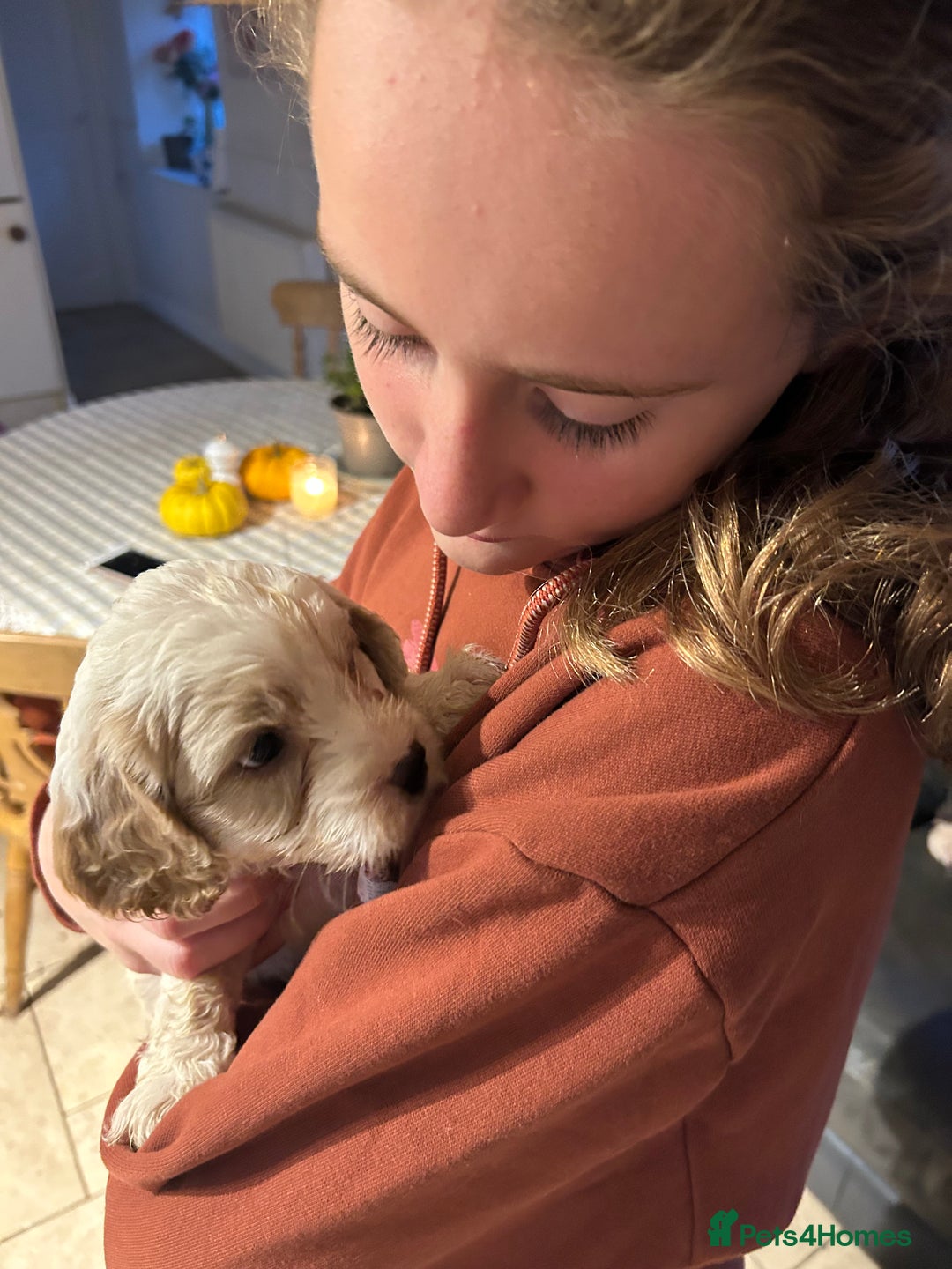 Cavapoo dogs for sale: Beautiful Cavapoo puppies  - Advert 9