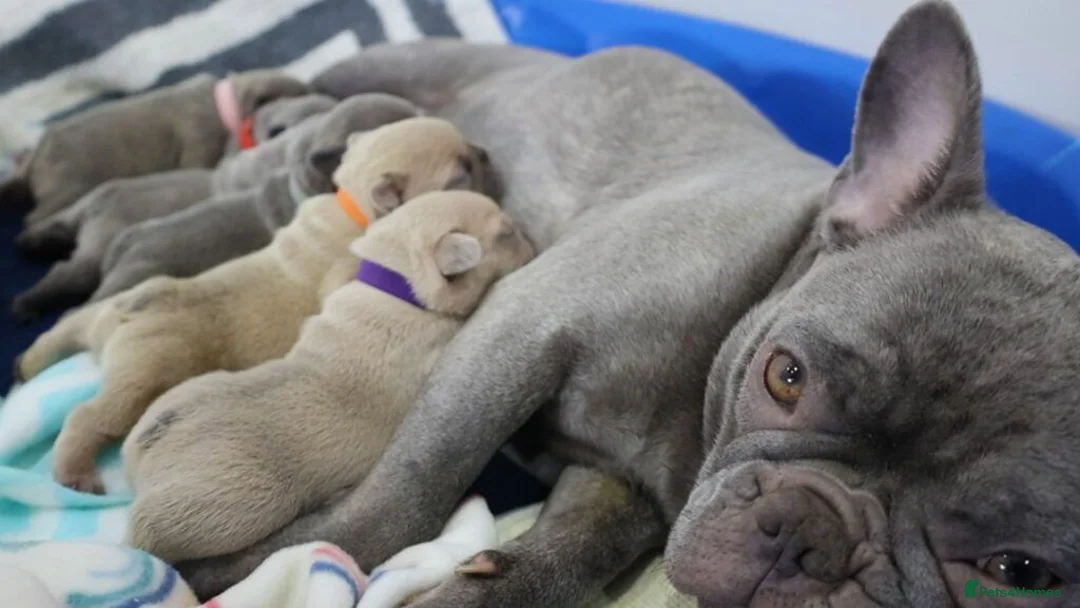 French Bulldog dogs for sale: Beautiful  french bulldog puppes - Advert 2