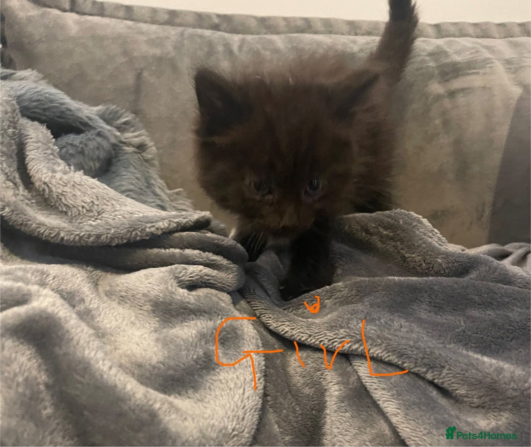 Mixed Breed cats for sale: 5 very fluffy stunning black kittens  - Image 8