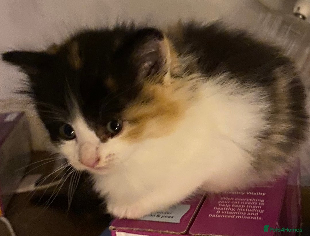 Mixed Breed cats for sale: Ragamuffin mix kittens  - Image 6