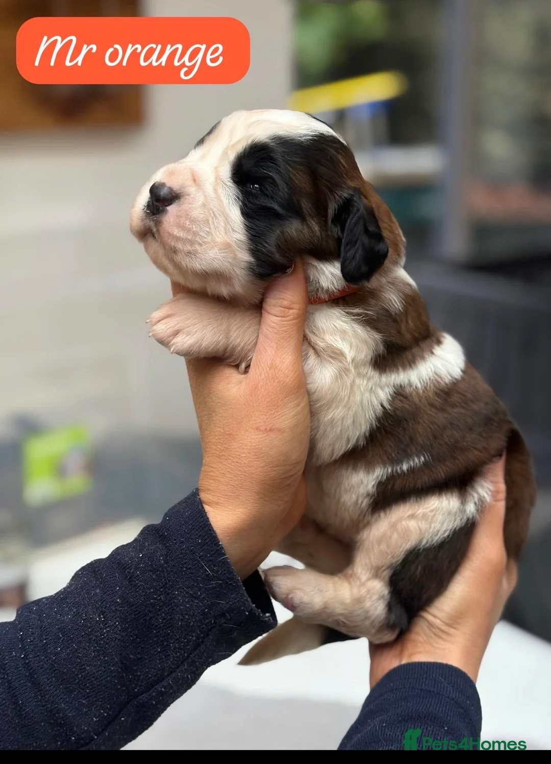 Saint Bernard dogs for sale: Outstanding Saint Bernard KC Reg Puppies  - Advert 9