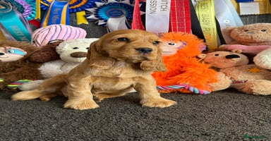 Cocker Spaniel dogs - Advert 3