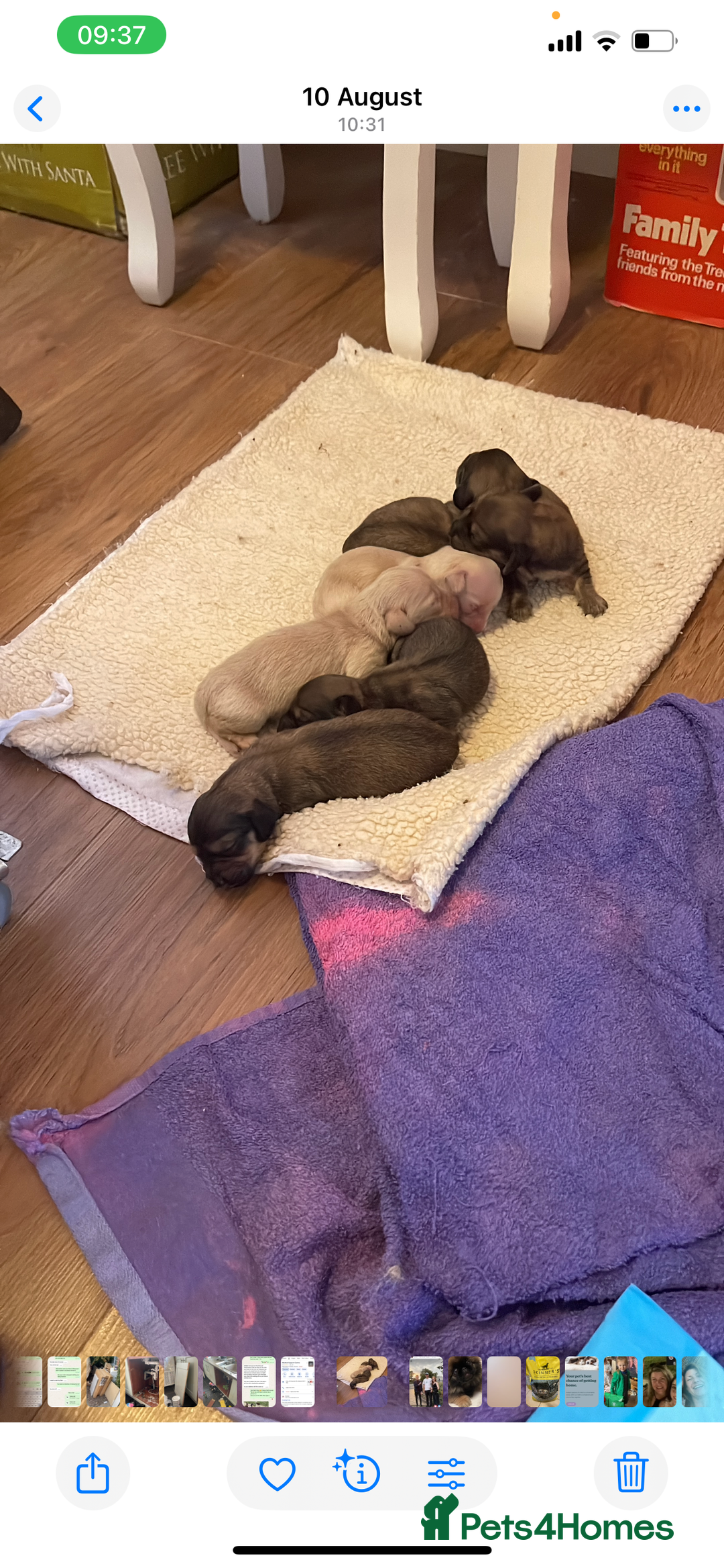 Cocker Spaniel dogs for sale:  Beautiful Show type Cocker  - Advert 4