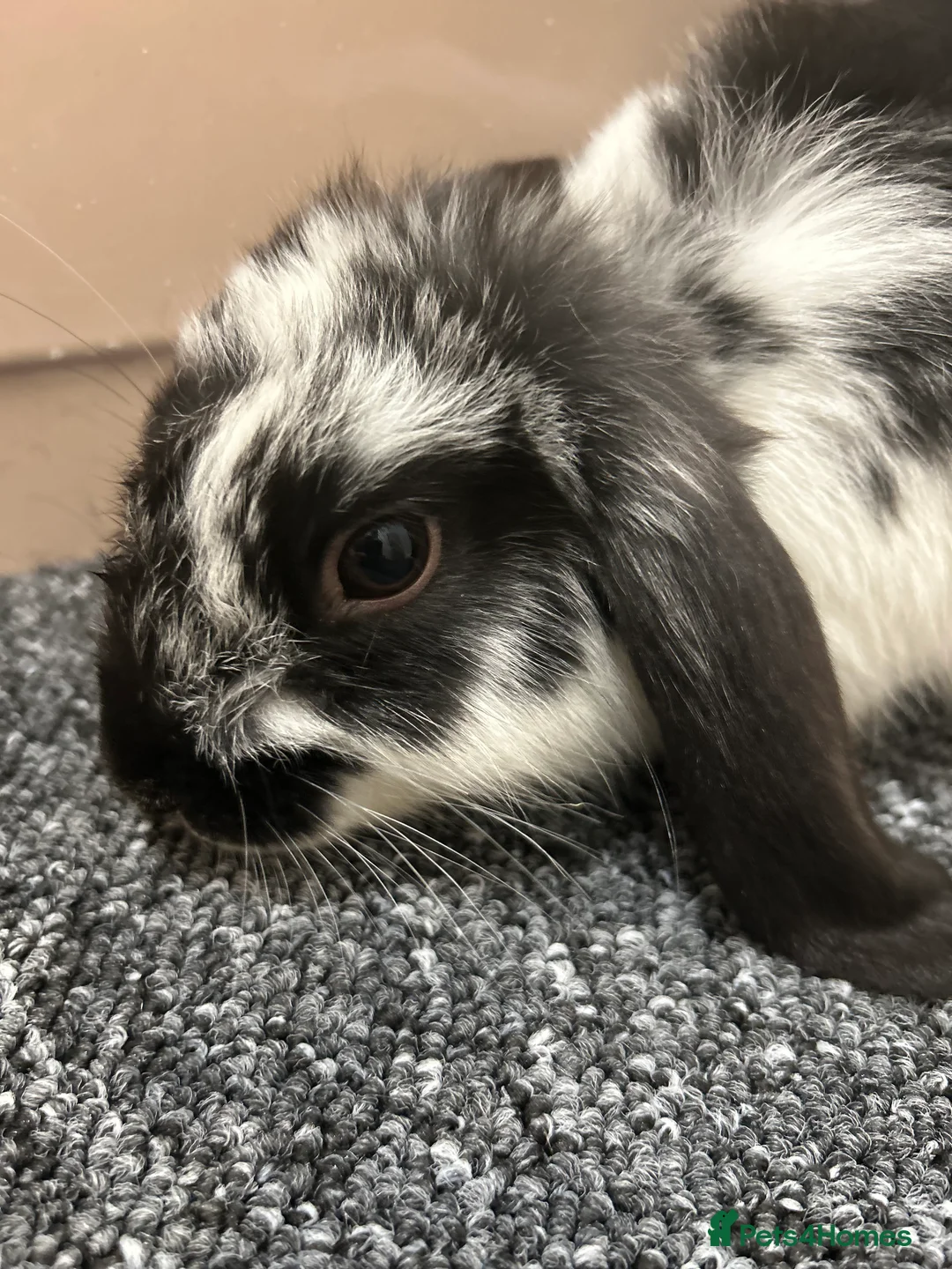 Mini Lop rabbits for sale: Mini lop boys  in Wolverhampton - Advert 1