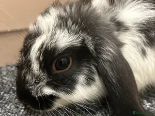 Mini Lop rabbits Mini lop boys in Wolverhampton - Advert 1