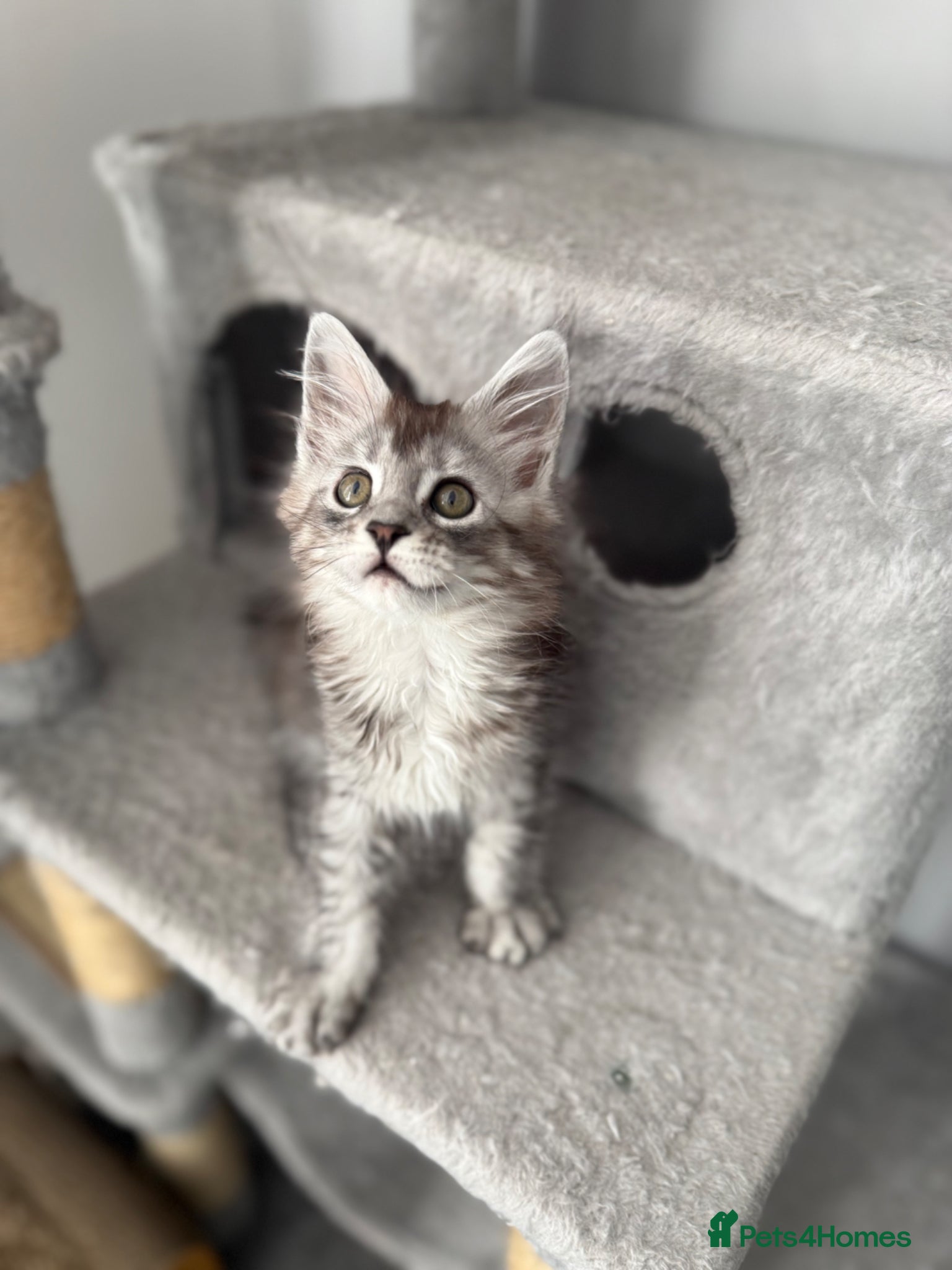Maine Coon cats GCCF registered Black/Silver Tabby Female Kitten - Advert 12