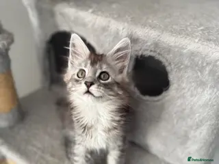 Maine Coon cats GCCF registered Black/Silver Tabby Female Kitten - Advert 12