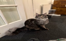 Maine Coon cats for sale: MainCoon For Sale - Image 3
