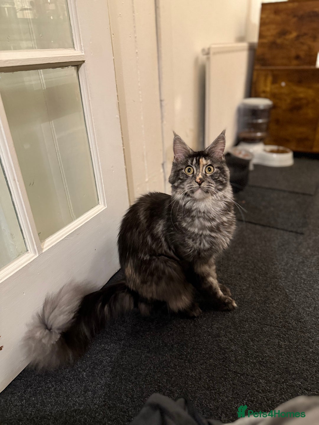 Maine Coon cats for sale: MainCoon For Sale - Image 3