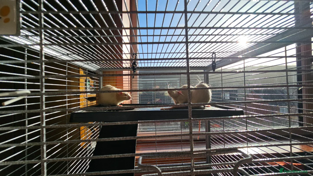 Rat rodents for sale: 3 Male rats in Todmorden - Advert 2