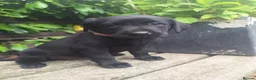 Labrador Retriever dogs for sale: Labrador Puppies  - Advert 6