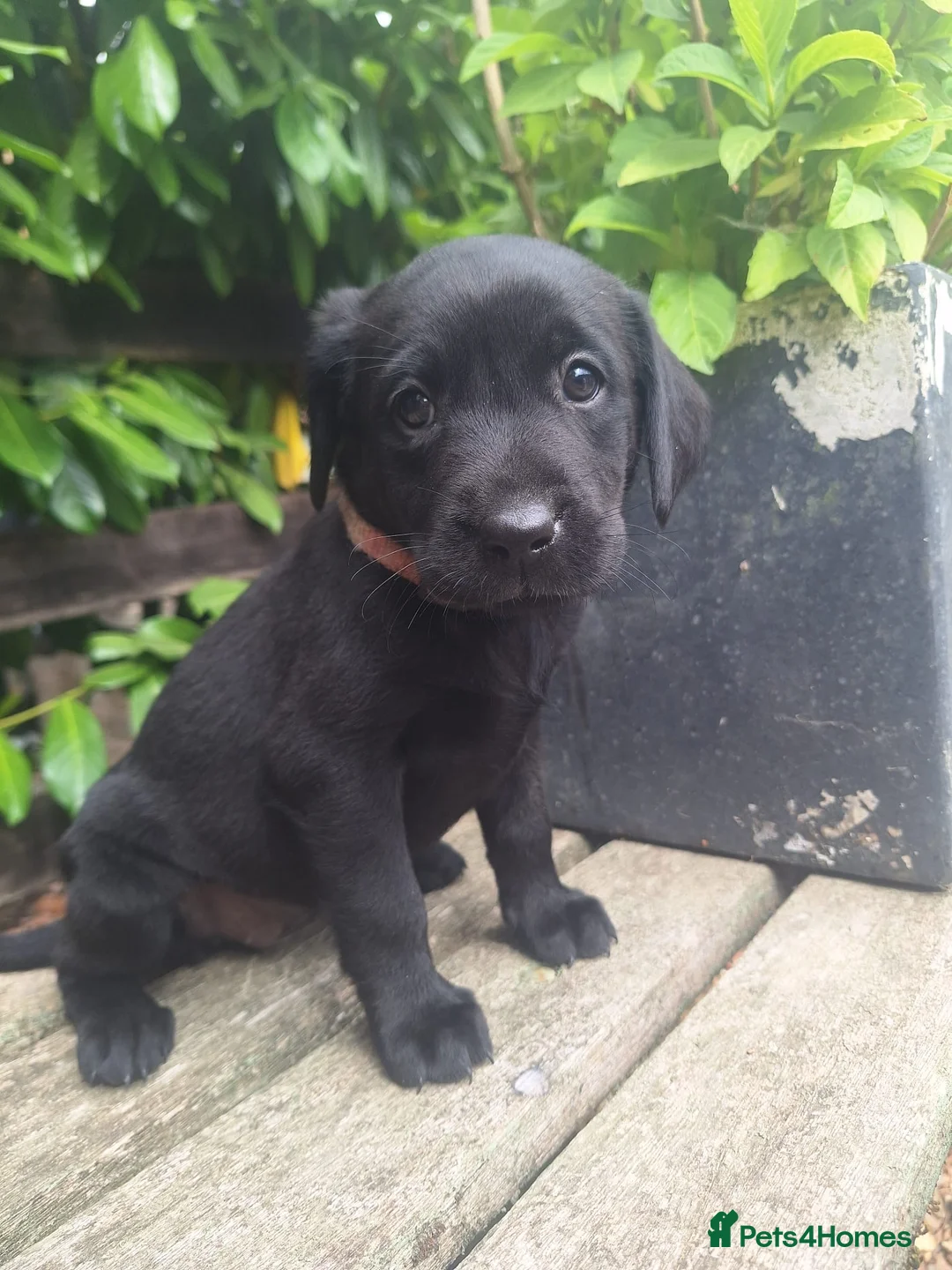 Labrador Retriever dogs for sale: Labrador Puppies  - Advert 6