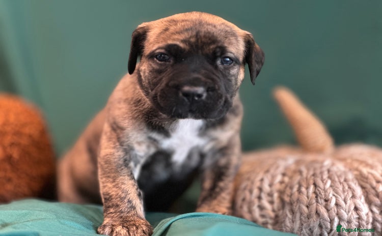 Boerboel dogs - Advert 1