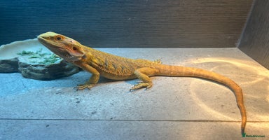 Bearded Dragon reptiles - Advert 3