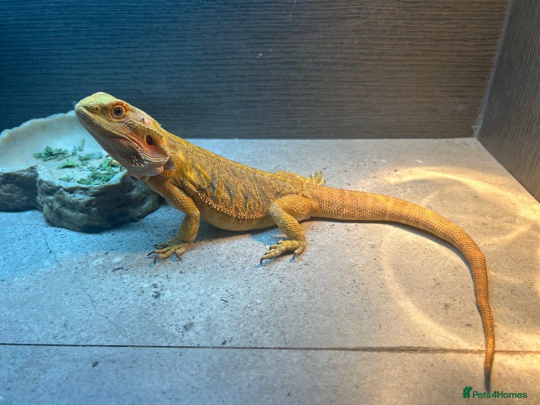 Bearded Dragon reptiles for sale: Bearded dragon leather back with 3 foot viv - Image 3