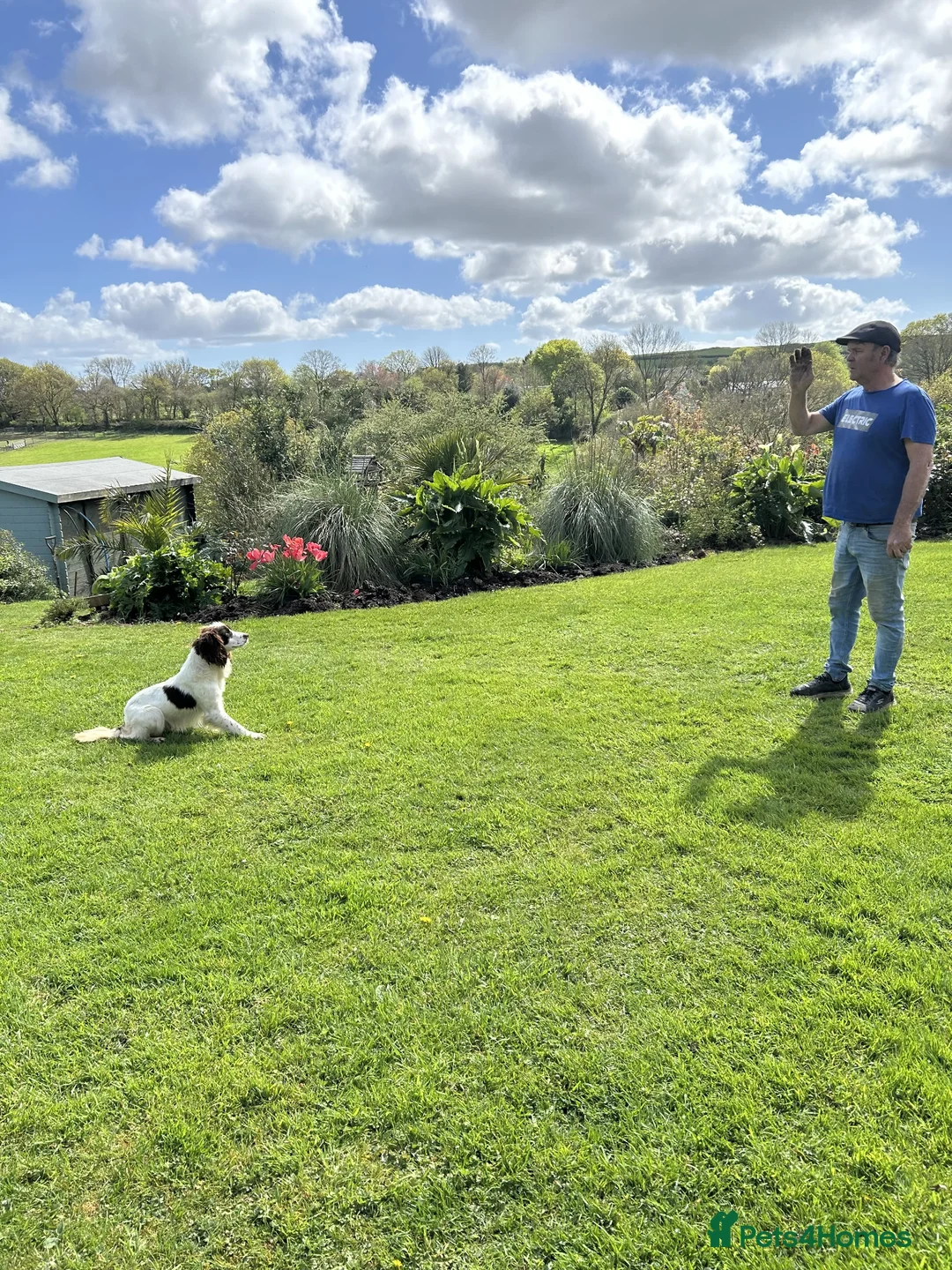English Springer Spaniel dogs for sale: 2YR KC Registered Working English Springer spaniel - Advert 2