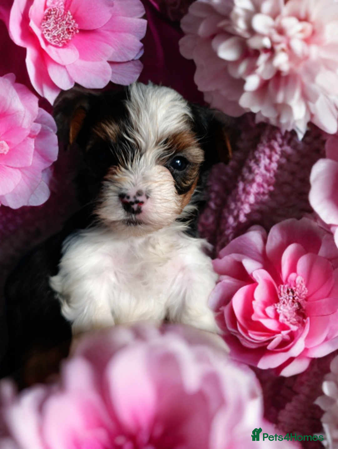 Yorkshire Terrier dogs for sale: Posh puppies😍 colored Yorkshire terrier  - Advert 2