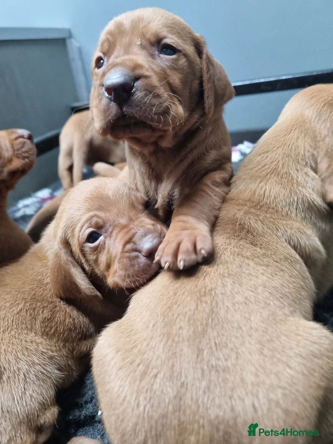 Hungarian Vizsla dogs for sale: Stunning KC Hungarian Vizsla Puppies  - Advert 7