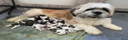 Zuchon dogs for sale: Zuchon puppies for sale in Great Yarmouth - Advert 3
