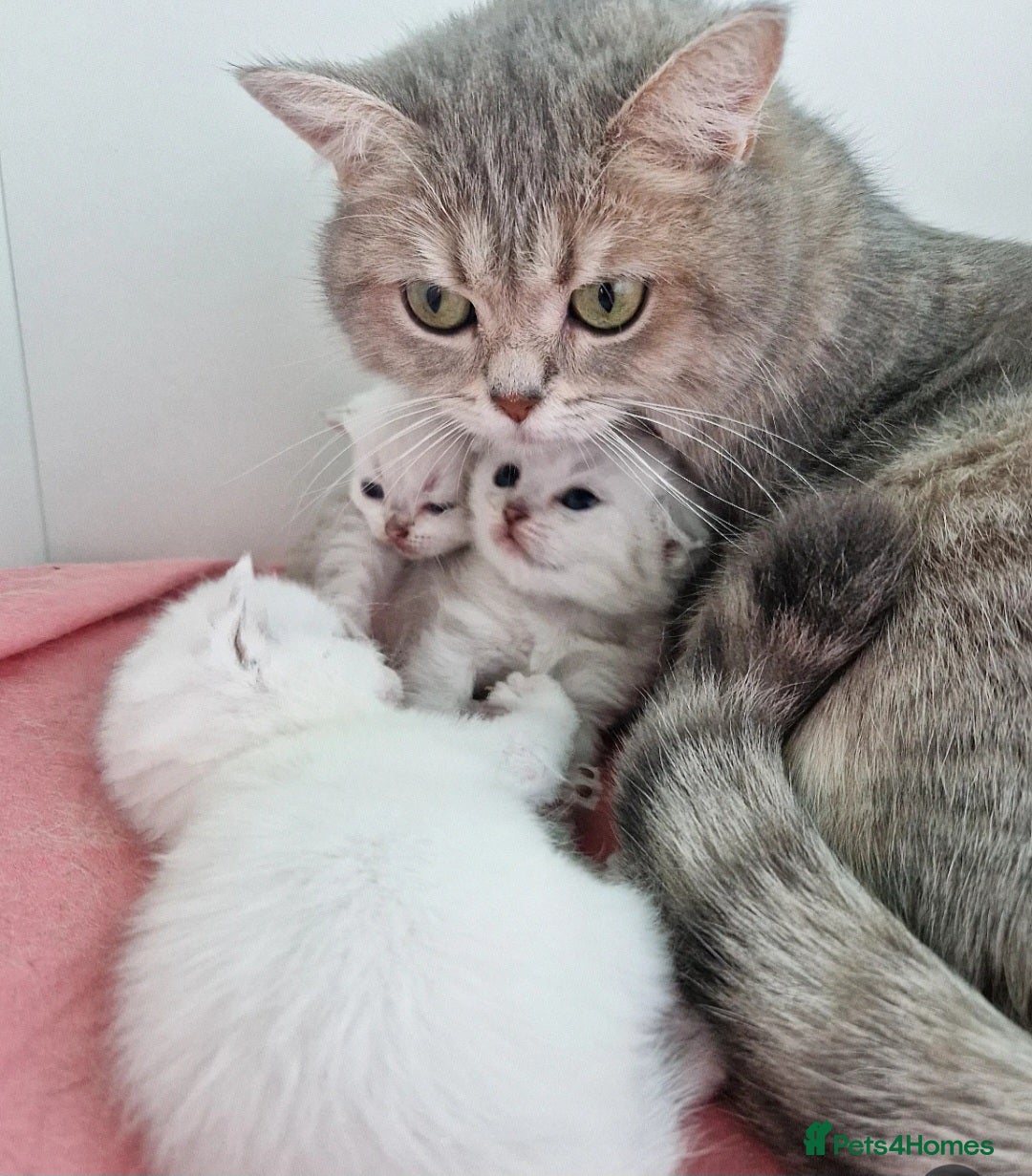 Scottish Fold cats for sale: Scottish straight girl❤️,looking for a sweet🏠 - Advert 5