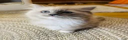 Ragdoll cats for sale: Quality Ragdoll Kittens 🩷 Ready Now  - Advert 12