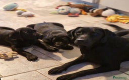 Labrador Retriever dogs for sale: Chunky black labrador girl available  - Image 2