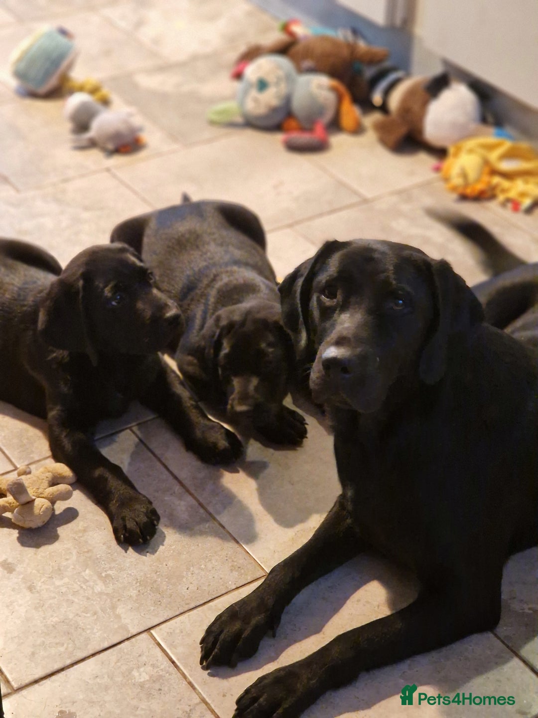 Labrador Retriever dogs for sale: Chunky black labrador girl available  - Image 2