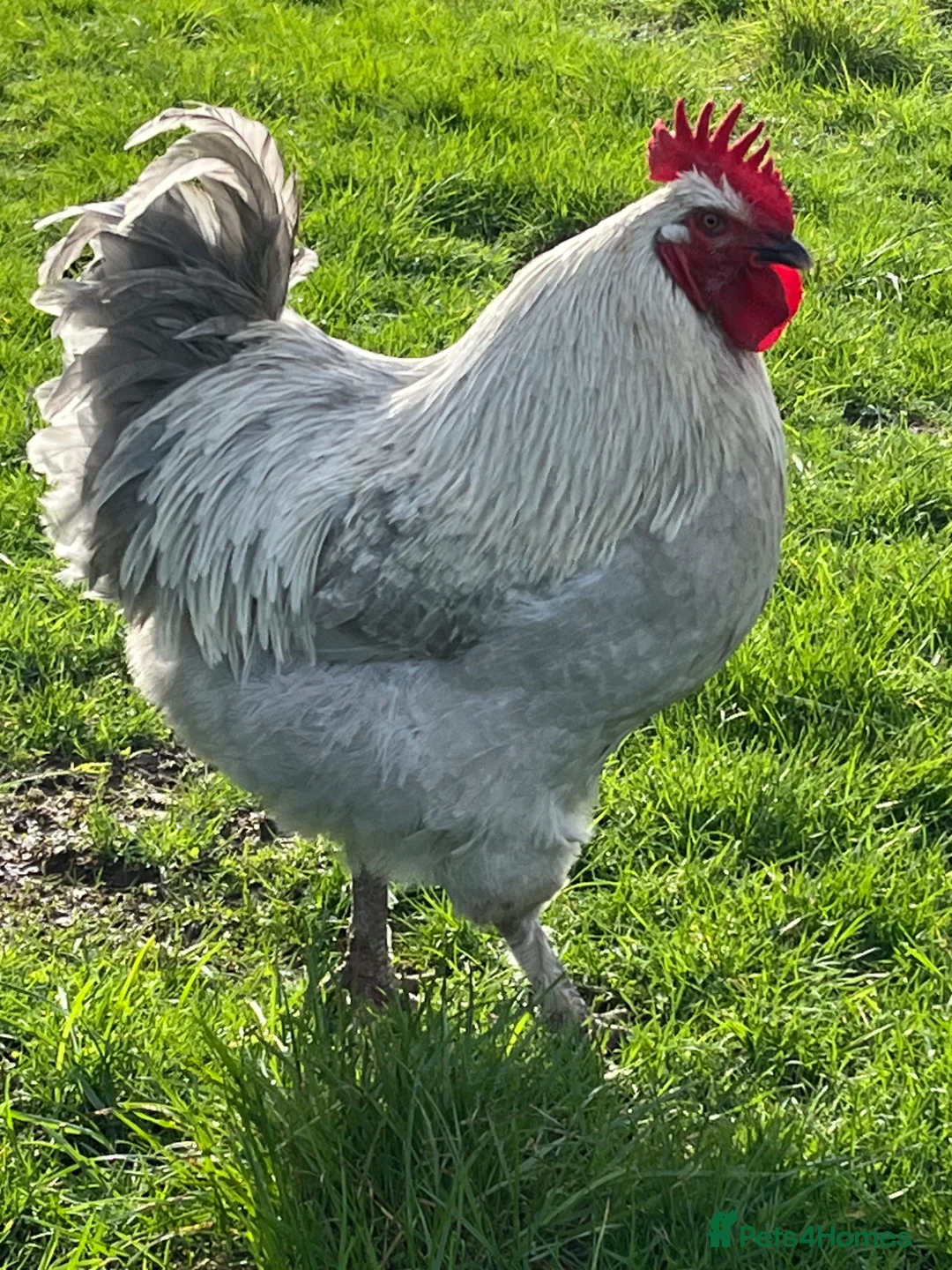 Chickens poultry for sale: Lavender Maran Chickens  - Advert 4