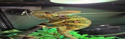 Chameleon reptiles for sale: 4yr Male Veiled Chameleon - Advert 7
