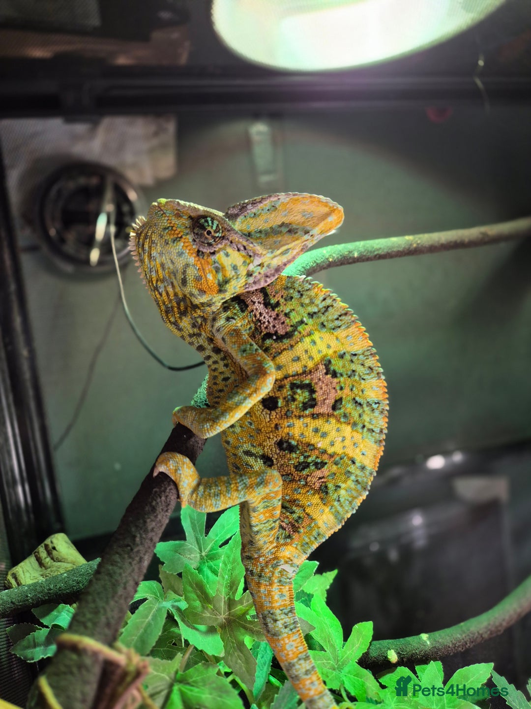 Chameleon reptiles for sale: 4yr Male Veiled Chameleon - Advert 7