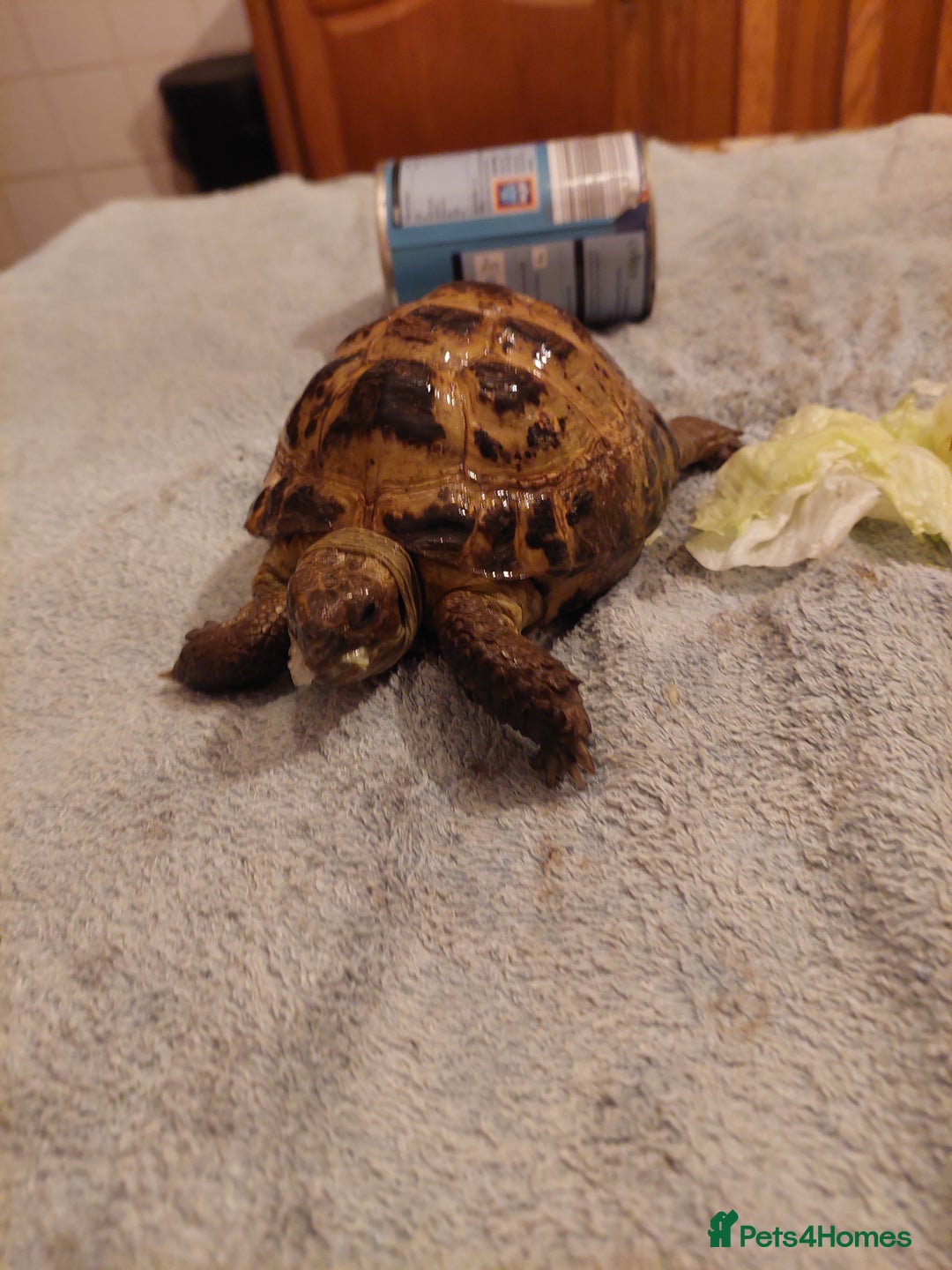 Tortoise reptiles for sale: Horsefield - Advert 3
