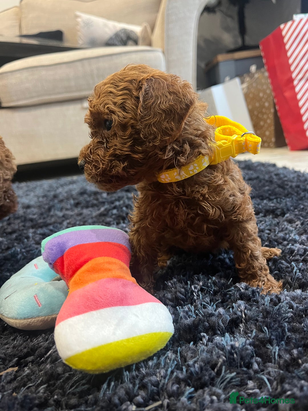 Miniature Poodle dogs for sale: FOX Red Miniature Poodles!!! 400 Health Tests!! - Advert 26