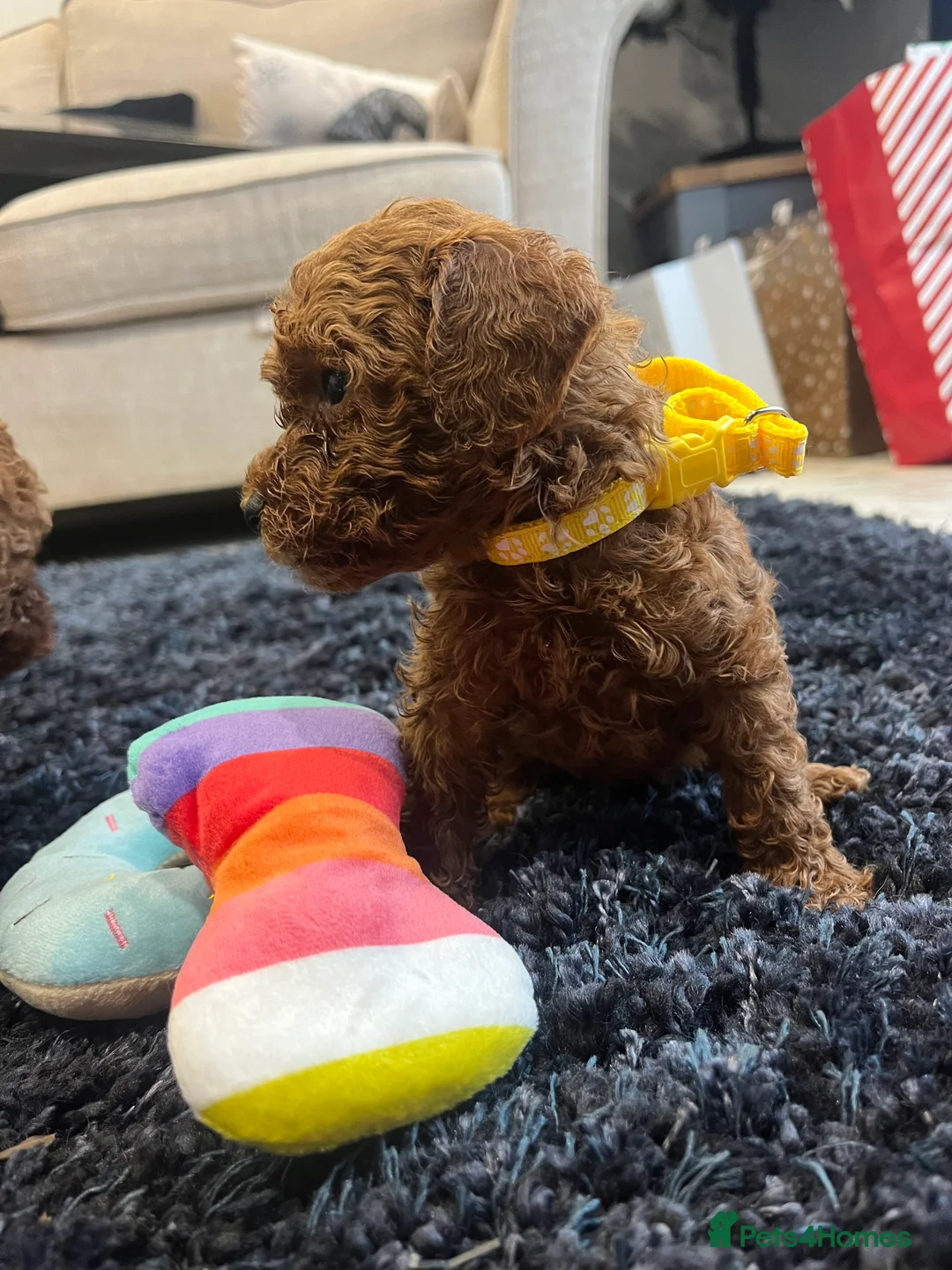 Miniature Poodle dogs for sale: FOX Red Miniature Poodles!!! 400 Health Tests!! - Advert 26