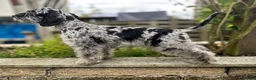 Schnoodle dogs for sale: One Exceptional Merle Boy Available  - Advert 2
