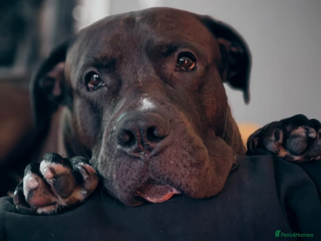 Mixed Breed dogs for stud: Looking for a female dog - Advert 17