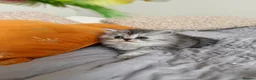 Persian cats for sale: Adorable fluffy Persian kittens for Sale - Advert 13