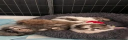 Pomeranian dogs for sale:  Beautiful Pomeranian Girls  - Advert 6