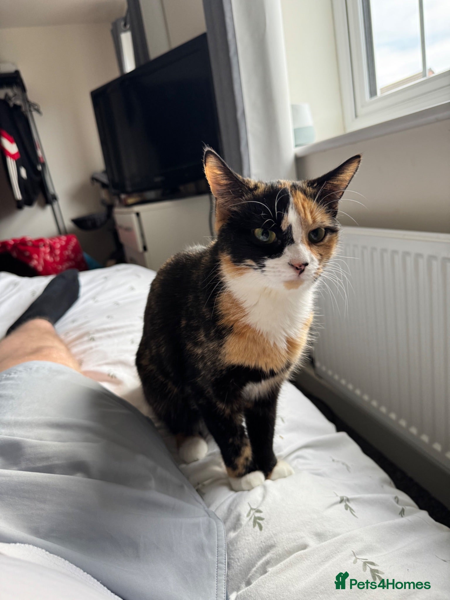 Mixed Breed cats Here is willow and Winnie  - Advert 1