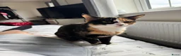 Mixed Breed cats for sale: Here is willow and Winnie  in Scarborough - Advert 1