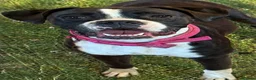 Boxer dogs for sale: Kc registered bitch  - Advert 1