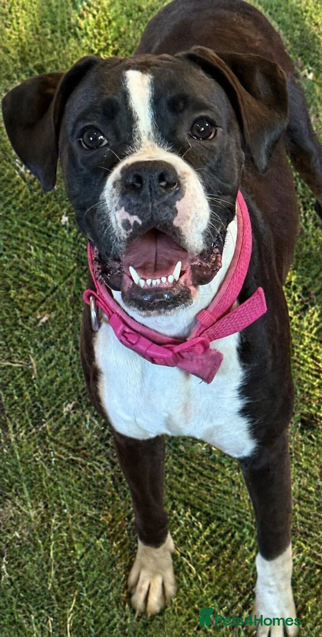 Boxer dogs for sale: Kc registered bitch  - Advert 1