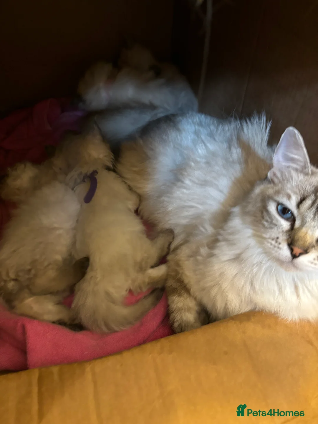 Ragdoll cats for sale: Beautiful ragdoll babies  - Advert 1