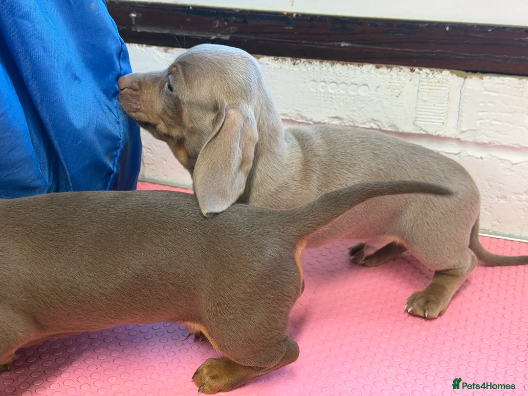 Miniature Dachshund dogs for sale: Mini dachshund 2 smooth boys available  - Advert 10